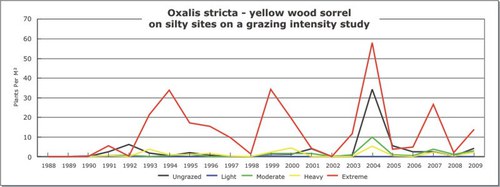 Oxalis stricta - yellow wood sorrel