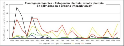 Plantago patagonica - Patagonian plantain, woolly plantain