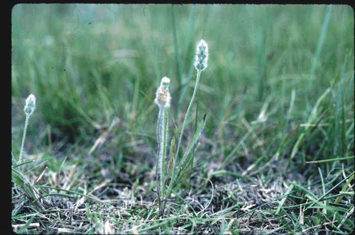 Plantago patagonica - Patagonian plantain, woolly plantain