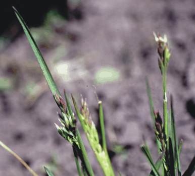 Poa pratensis - Kentucky bluegrass
