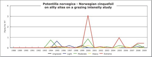 Potentilla norvegica - Norwegian cinquefoil