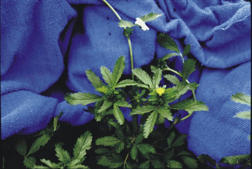 Potentilla norvegica - Norwegian cinquefoil