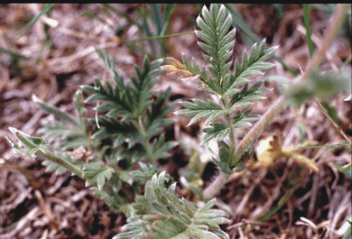 Potentilla pensylvanica - Pennsylvania cinquefoil