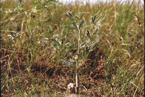 Psoralea esculenta - breadroot scurf-pea