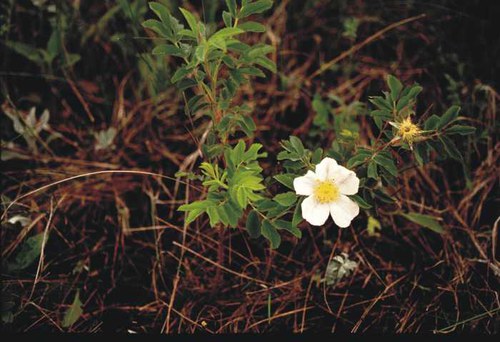 Rosa arkansana - prairie rose