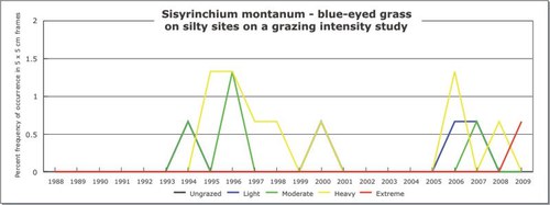 Sisyrinchium montanum - blue-eyed grass
