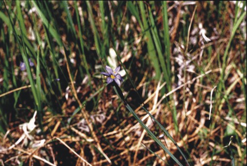 Sisyrinchium montanum - blue-eyed grass