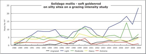 Solidago mollis - soft goldenrod