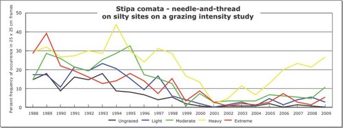 Stipa comata - needle-and-thread