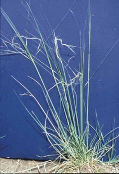 Stipa comata - needle-and-thread