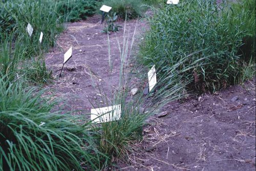 Stipa curtiseta - western porcupine grass