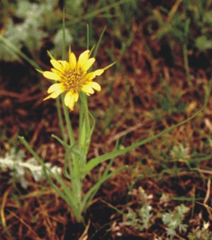 Tragopogon dubius - goat's beard