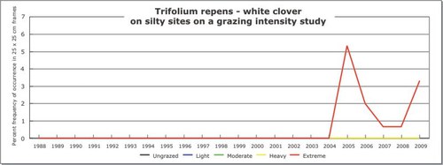 Trifolium repens -  white clover