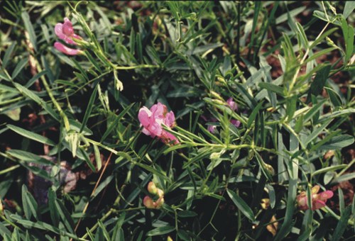 Vicia americana  -  American vetch