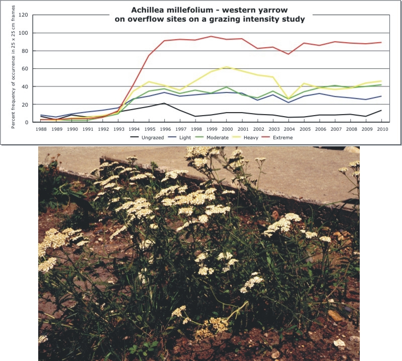 Achillea millefolium  -  western yarrow