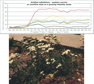 Achillea millefolium  -  western yarrow