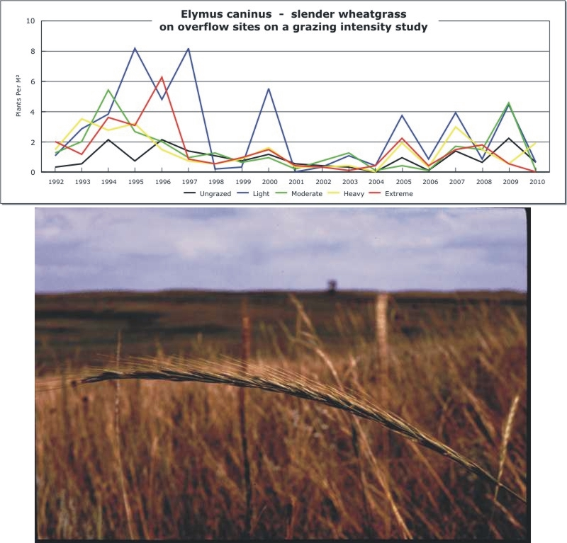 Elymus caninus  -  slender wheatgrass
