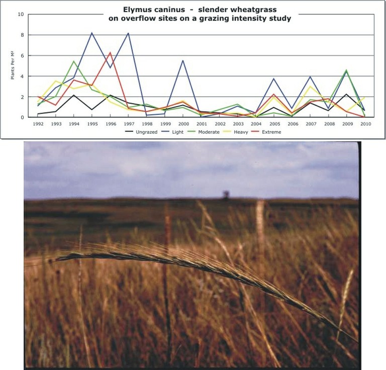 Elymus caninus  -  slender wheatgrass