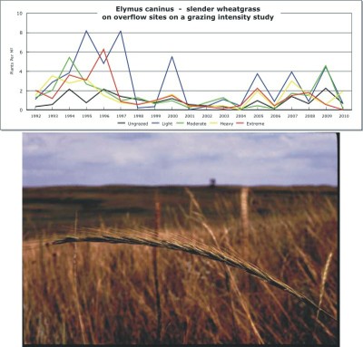 Elymus caninus  -  slender wheatgrass
