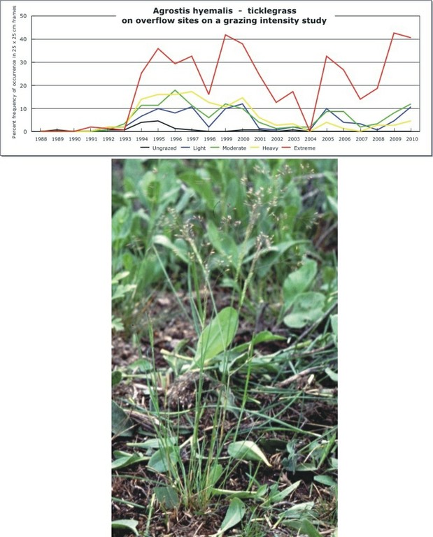 Agrostis hyemalis  -  ticklegrass