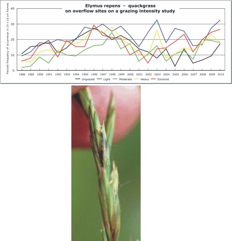 Elymus repens  -  quackgrass