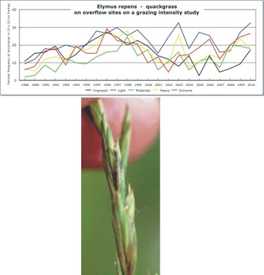 Elymus repens  -  quackgrass
