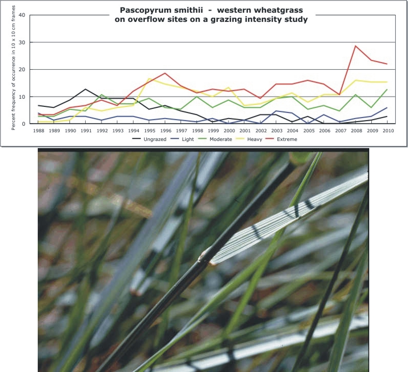 Pascopyrum smithii  -  western wheatgrass