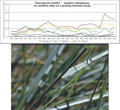 Pascopyrum smithii  -  western wheatgrass