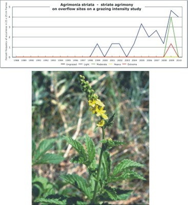 Agrimonia striata  -  striate agrimony