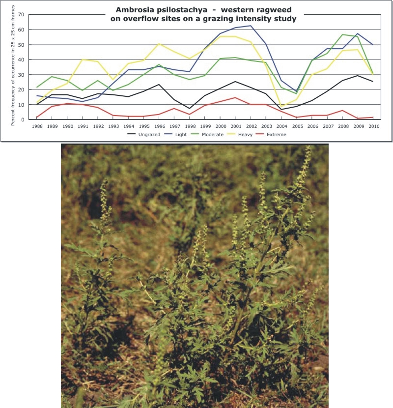 Ambrosia psilostachya  -  western ragweed