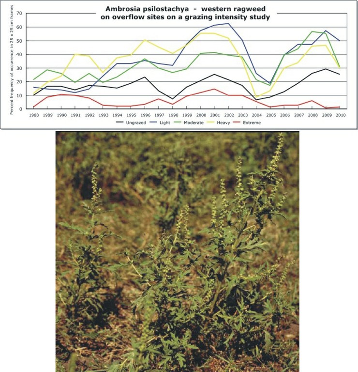 Ambrosia psilostachya  -  western ragweed