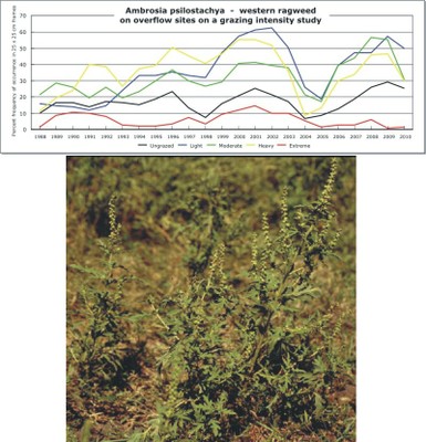 Ambrosia psilostachya  -  western ragweed
