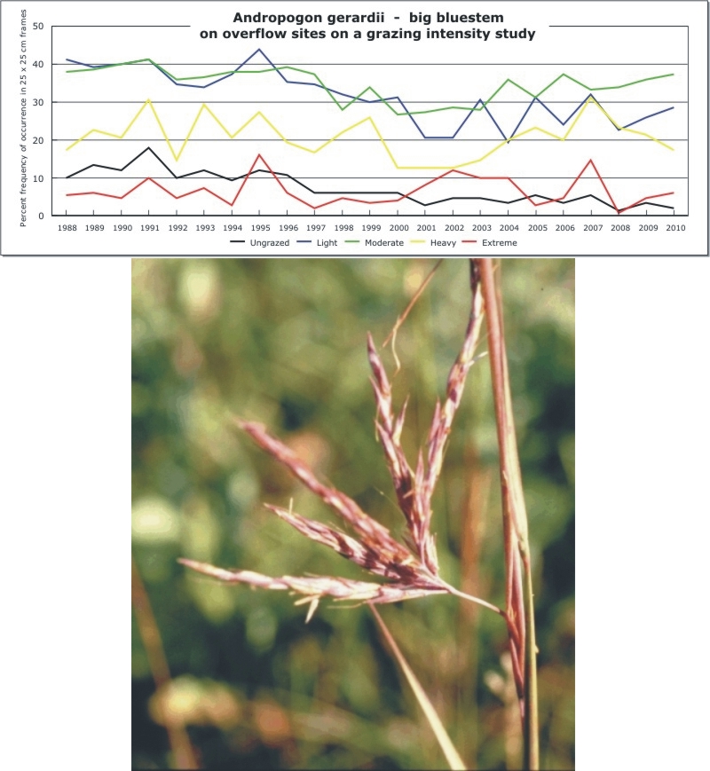 Andropogon gerardii  -  big bluestem