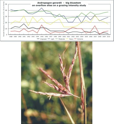 Andropogon gerardii  -  big bluestem
