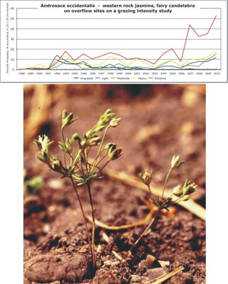Androsace occidentalis  -  western rock jasmine, fairy candelabra