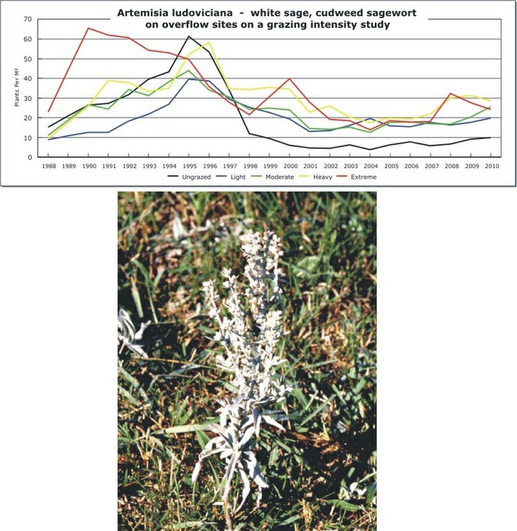 Artemisia ludoviciana  -  white sage, cudweed sagewort