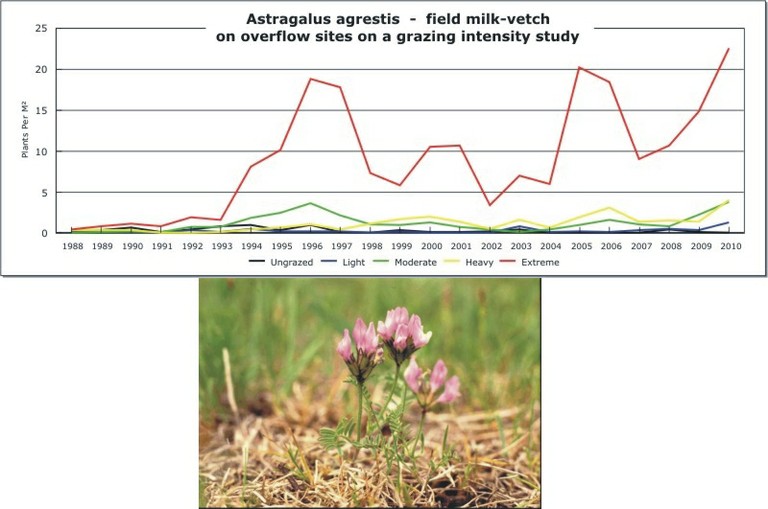 Astragalus agrestis  -  field milk-vetch