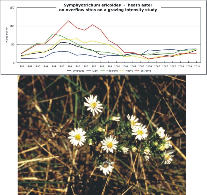 Symphyotrichum ericoides  -  heath aster