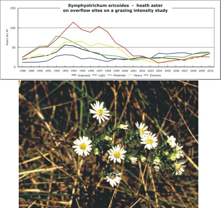 Symphyotrichum ericoides  -  heath aster