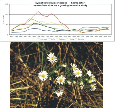 Symphyotrichum ericoides  -  heath aster