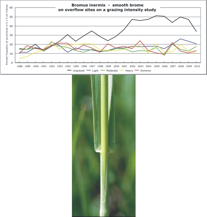 Bromus inermis  -  smooth brome