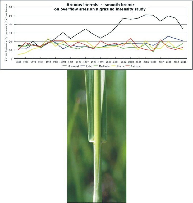 Bromus inermis  -  smooth brome