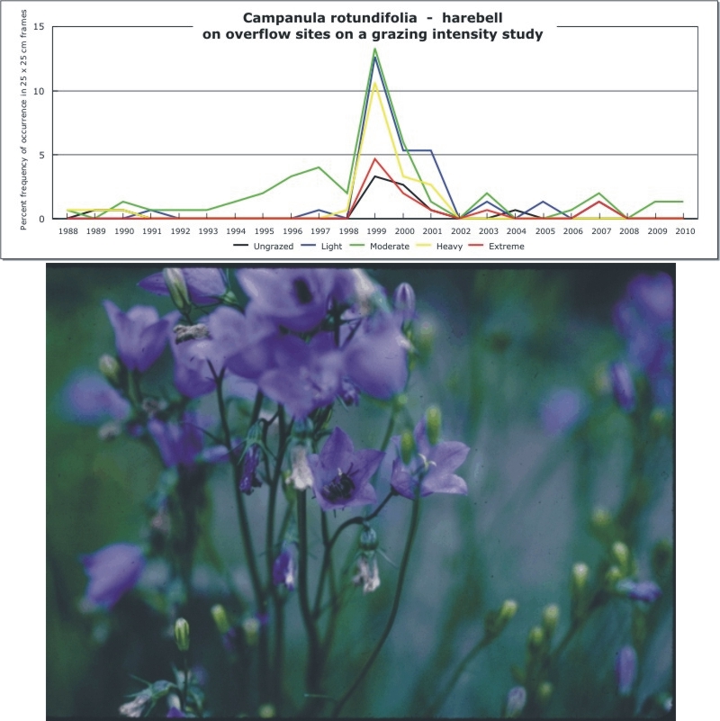 Campanula rotundifolia  -  harebell