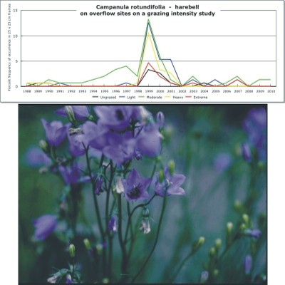 Campanula rotundifolia  -  harebell