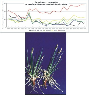 Carex inops  -  sun sedge