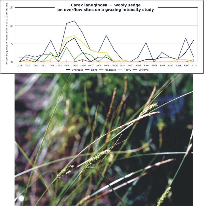 Carex lanuginosa  -  wooly sedge