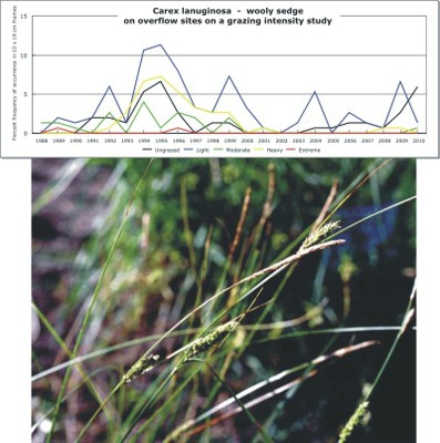 Carex lanuginosa  -  wooly sedge