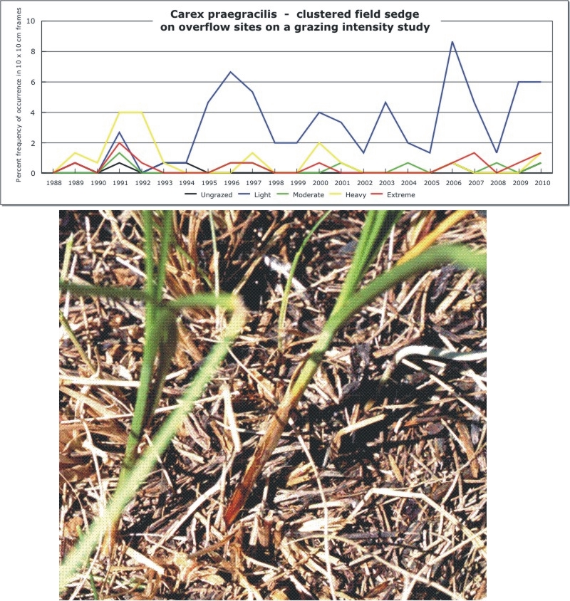 Carex praegracilis  -  clustered field sedge