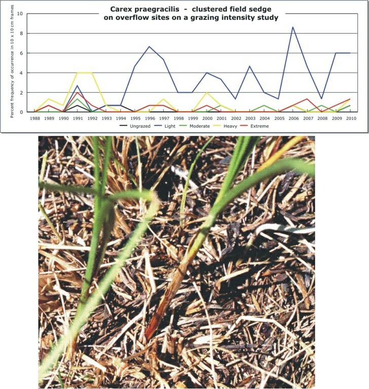 Carex praegracilis  -  clustered field sedge