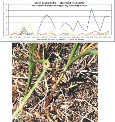 Carex praegracilis  -  clustered field sedge